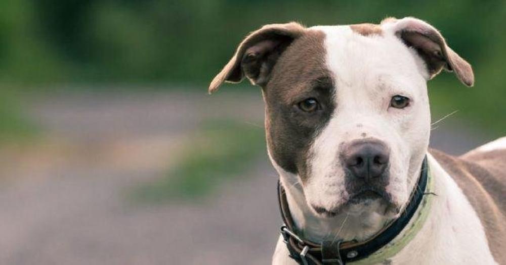 Siete razones para no cortar la cola y las orejas a los perros