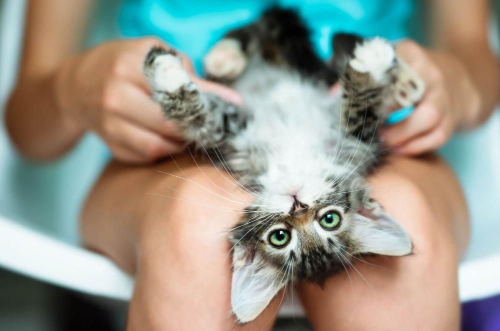 Diacutea Internacional del Gato- por queacute es el maacutes homenajeado de los animales de compantildeiacutea