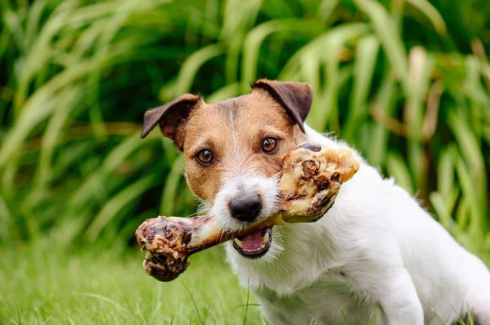 iquestPuedo darle huesos a mi perro sin riesgo