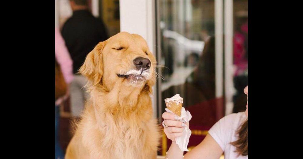 No es recomendable que le convides de tu helado a los perros