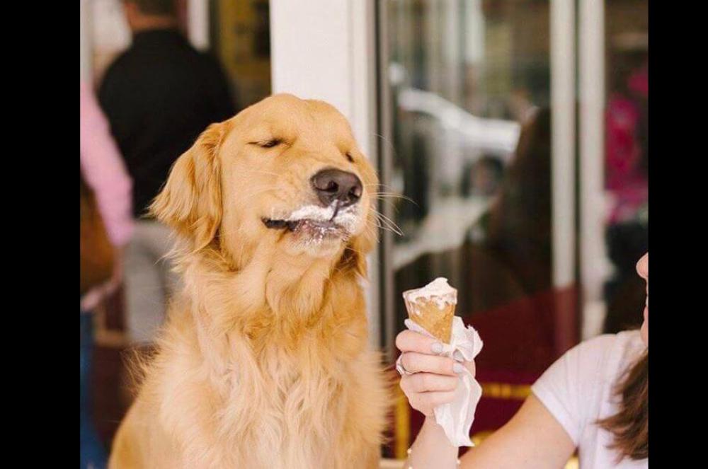 No es recomendable que le convides de tu helado a los perros