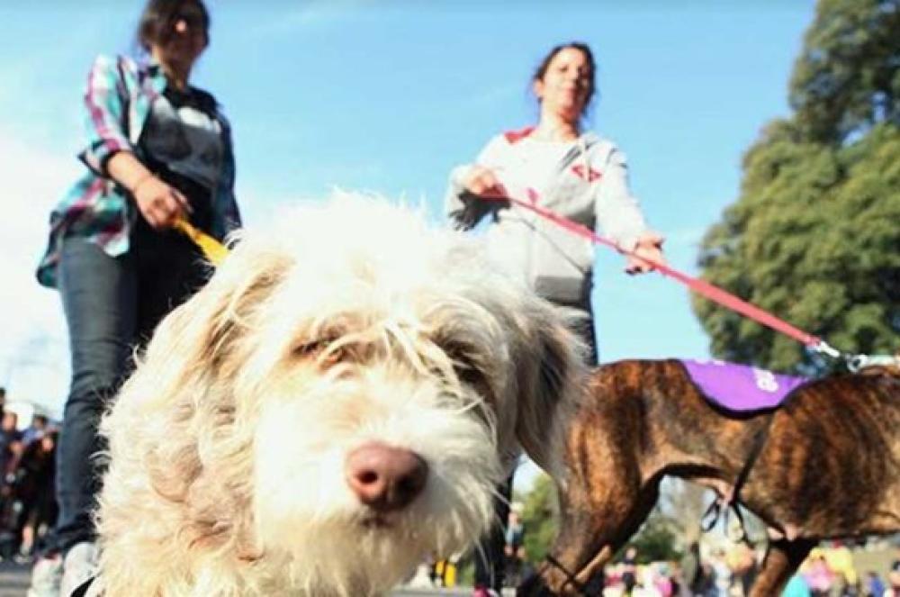 Reclaman una ley para que las mascotas sean reconocidas legalmente como parte de la familia