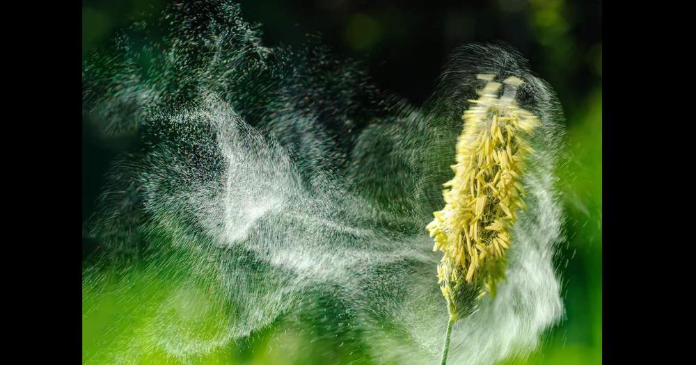 Durante el otoño algunas especies realizan la polinización