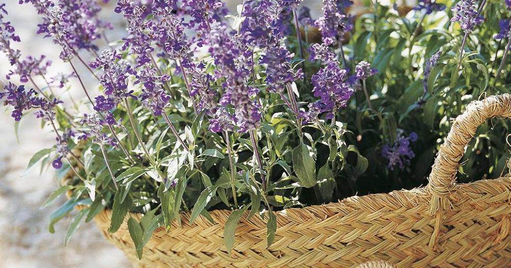 Plantas medicinales que ayudan a mejorar nuestra vida