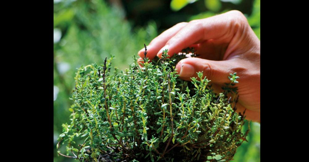 Plantas medicinales que ayudan a mejorar nuestra vida