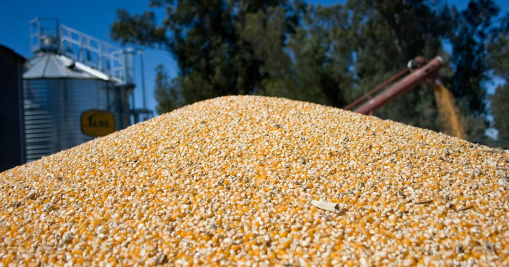 El maíz en la mira del gobierno