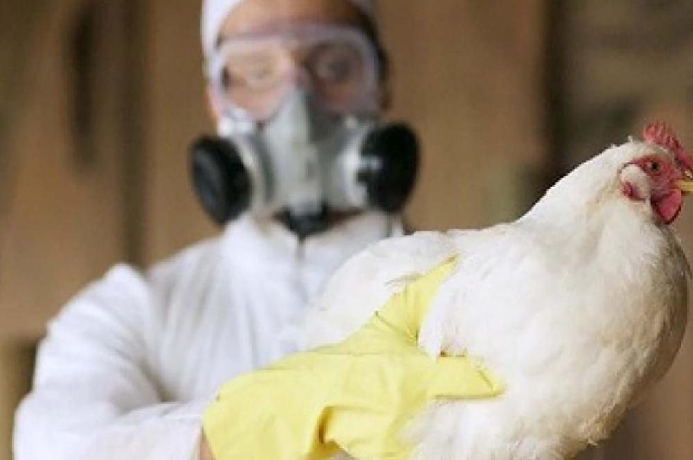 Argentina volvioacute a ser paiacutes libre de influenza aviar
