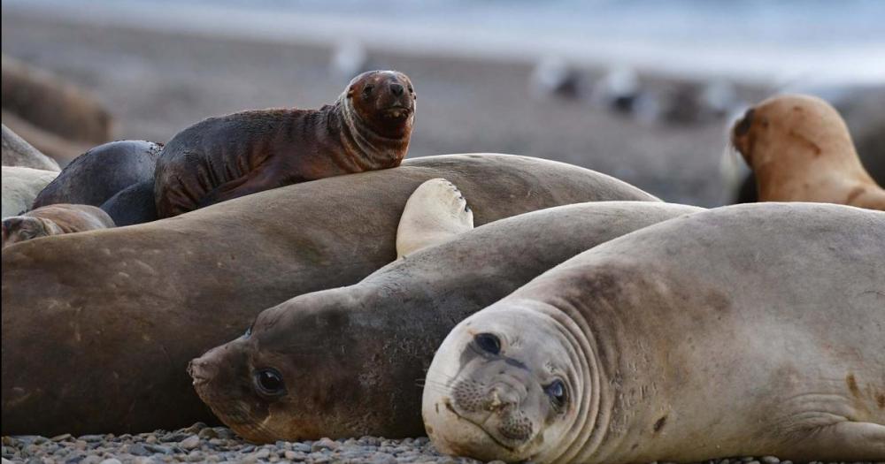 Senasa confirmoacute nuevos brotes de influenza aviar en lobos marinos en Necochea y Santa Cruz